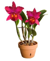 Cattleya Orchid Plant  from your Sebring, Florida florist