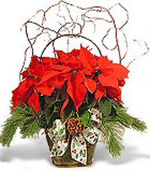 Grand Poinsettia from your Sebring, Florida florist