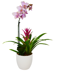 Orchid and Bromeliad from your Sebring, Florida florist