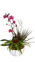 Orchid and Bromiliad in Ceramic from your Sebring, Florida florist