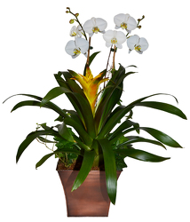 Orchid and Bromiliad Garden from your Sebring, Florida florist