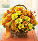Fall Daisy Basket from your Sebring, Florida florist