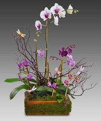 Deluxe Orchid Garden from your Sebring, Florida florist