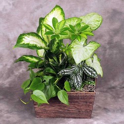 Dish Garden In Wood Box from your Sebring, Florida florist