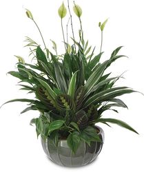Basket Dish Garden from your Sebring, Florida florist
