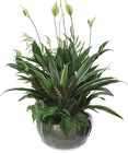Basket Dish Garden from your Sebring, Florida florist