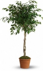 Ficus Tree from your Sebring, Florida florist