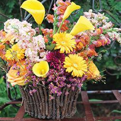 Grapevine Basket of Sunshine from your Sebring, Florida florist