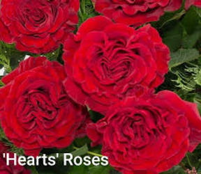 One Dozen Hearts Roses Arranged from your Sebring, Florida florist