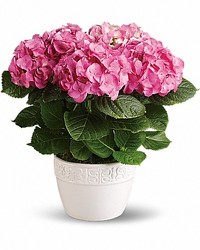 Hydrangea Plant from your Sebring, Florida florist
