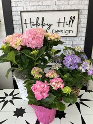 Potted Hydrangea Plants from your Sebring, Florida florist