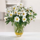 Daisy Daze from your Sebring, Florida florist