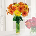 Gerbera Garden from your Sebring, Florida florist
