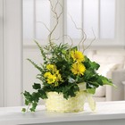 Sunny Dish Garden from your Sebring, Florida florist