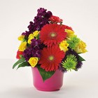 Bowl of Bright Wishes from your Sebring, Florida florist