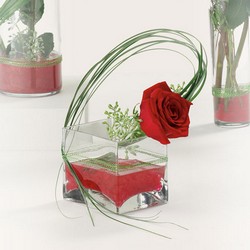 Contempo Rose from your Sebring, Florida florist