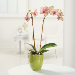 Phalenopsis Orchid from your Sebring, Florida florist