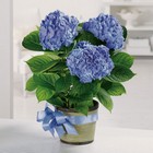 Heavenly Hydrangea from your Sebring, Florida florist