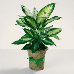 Delightful Diefffenbachia from your Sebring, Florida florist
