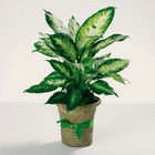 Delightful Diefffenbachia from your Sebring, Florida florist