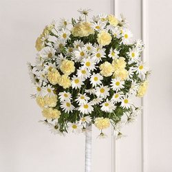 Daisy Topiary from your Sebring, Florida florist