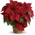 Large Poinsettia Plant