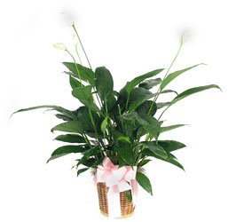 Peace Lily from your Sebring, Florida florist