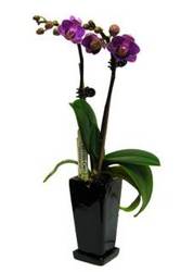 Miniature Phalenopsis Orchid Plant from your Sebring, Florida florist