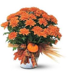 Chrysanthemum Plant For Fall from your Sebring, Florida florist