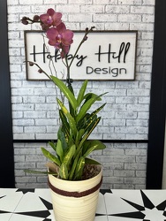 Orchid Duo from your Sebring, Florida florist
