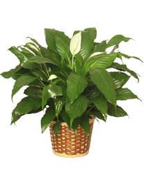 Peace Lily Plant from your Sebring, Florida florist