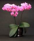 Phalenopsis Orchid Plant from your Sebring, Florida florist