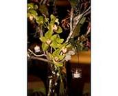 Jungle Love from your Sebring, Florida florist