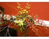 Tropico from your Sebring, Florida florist