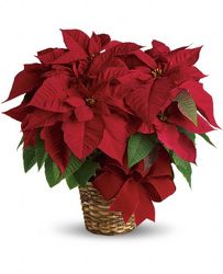 Poinsettia Plant in Red from your Sebring, Florida florist