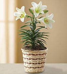 Easter Lily Small Plant from your Sebring, Florida florist