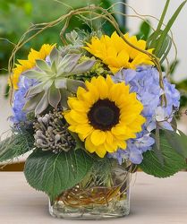 Sunflowers and Hydrangeas from your Sebring, Florida florist