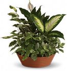 Terra Cotta Dish Garden from your Sebring, Florida florist