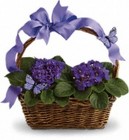 Violets and Butterflies from your Sebring, Florida florist