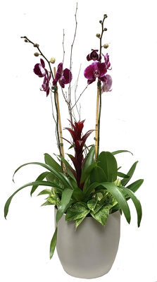 Orchid Garden