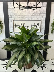 Aglaonema from your Sebring, Florida florist