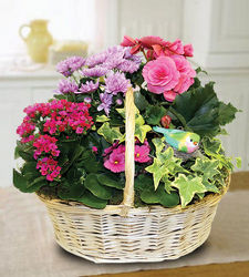 Blooming Garden from your Sebring, Florida florist