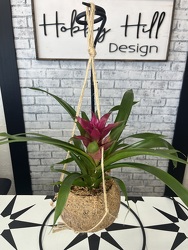 Hanging Bromeliad from your Sebring, Florida florist