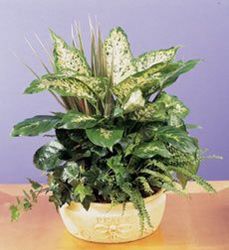 Deluxe Dish Garden from your Sebring, Florida florist