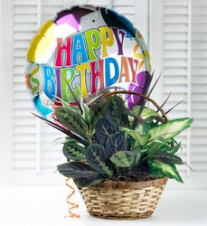 Birthday Dish Garden from your Sebring, Florida florist