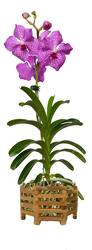 Vanda Orchid Hanging Basket from your Sebring, Florida florist