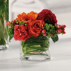 Dazzling Delight from your Sebring, Florida florist