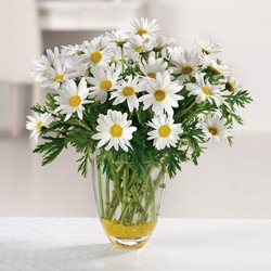 Daisy Daze from your Sebring, Florida florist