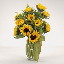 Sunflower Fields from your Sebring, Florida florist