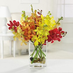 Orchids Galore from your Sebring, Florida florist